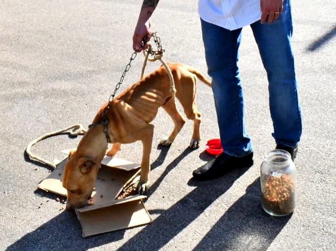 Cão vítima de maus-tratos é resgatado