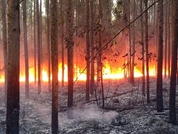 Plantação de eucalipto pega fogo em Limeira