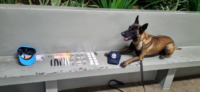 Cão farejador ajuda na localização de drogas em Vinhedo