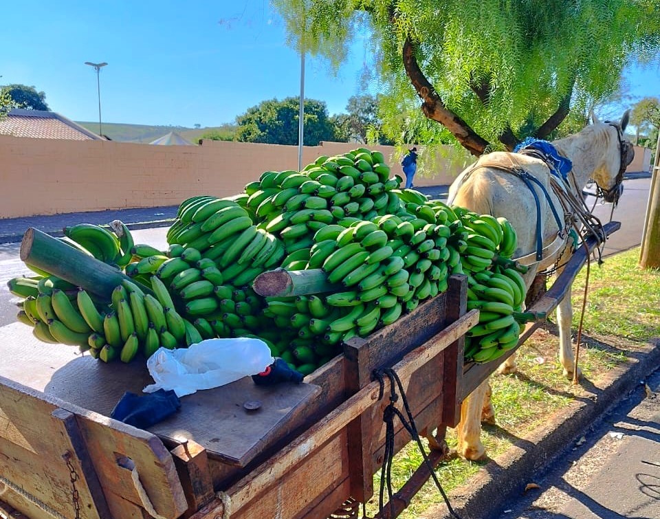 Dupla é presa após furtar pencas de banana em sítio