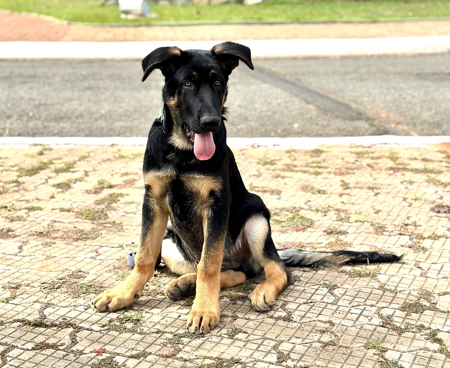 Com nome escolhido em votação popular, Zeus é o novo integrante do Canil da Gama (3)