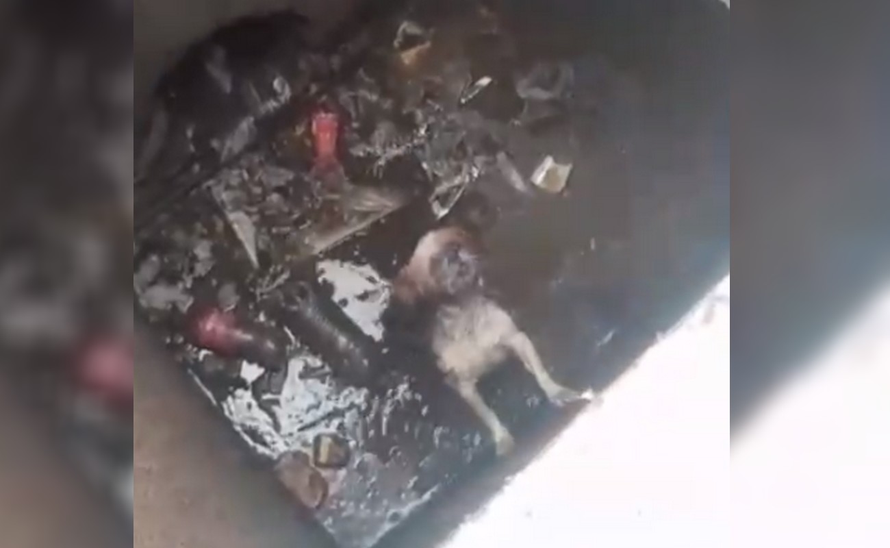 Guarda Municipal de Americana resgata cão de dentro de bueiro