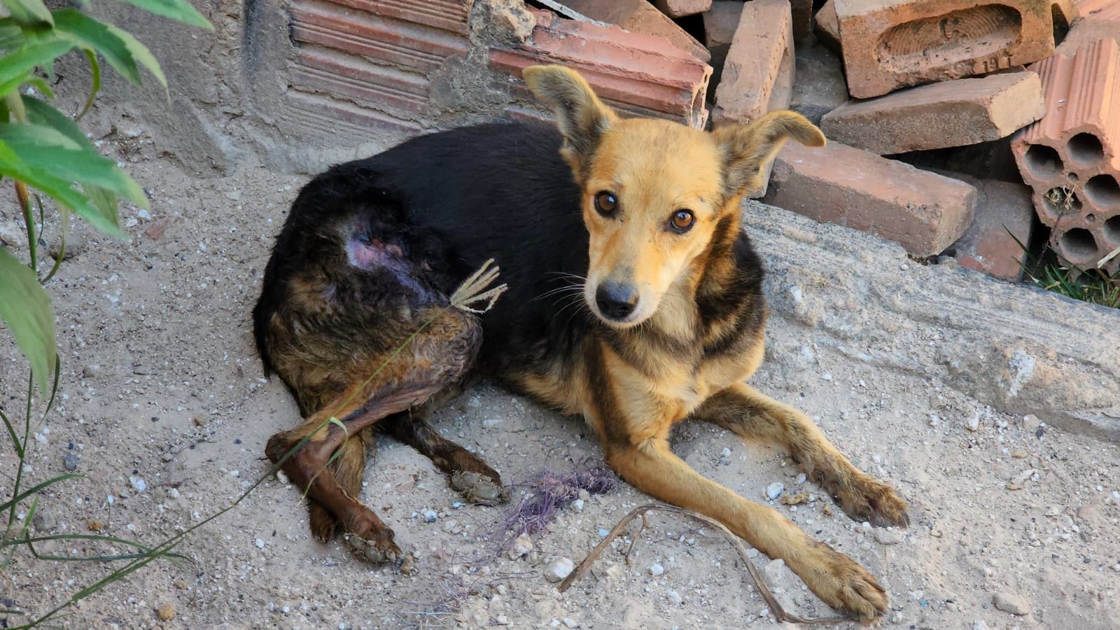 Guarda Municipal resgata cão com ferimentos de maus-tratos em residência abandonada de Limeira 3