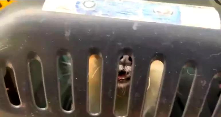 Polícia Civil resgata 14 cães vítimas de maus-tratos em SP