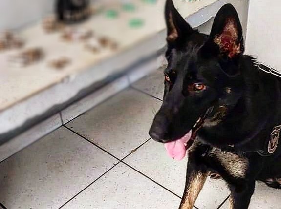 Canil da Guarda Municipal de Campinas encontra drogas e dinheiro às margens da linha férrea