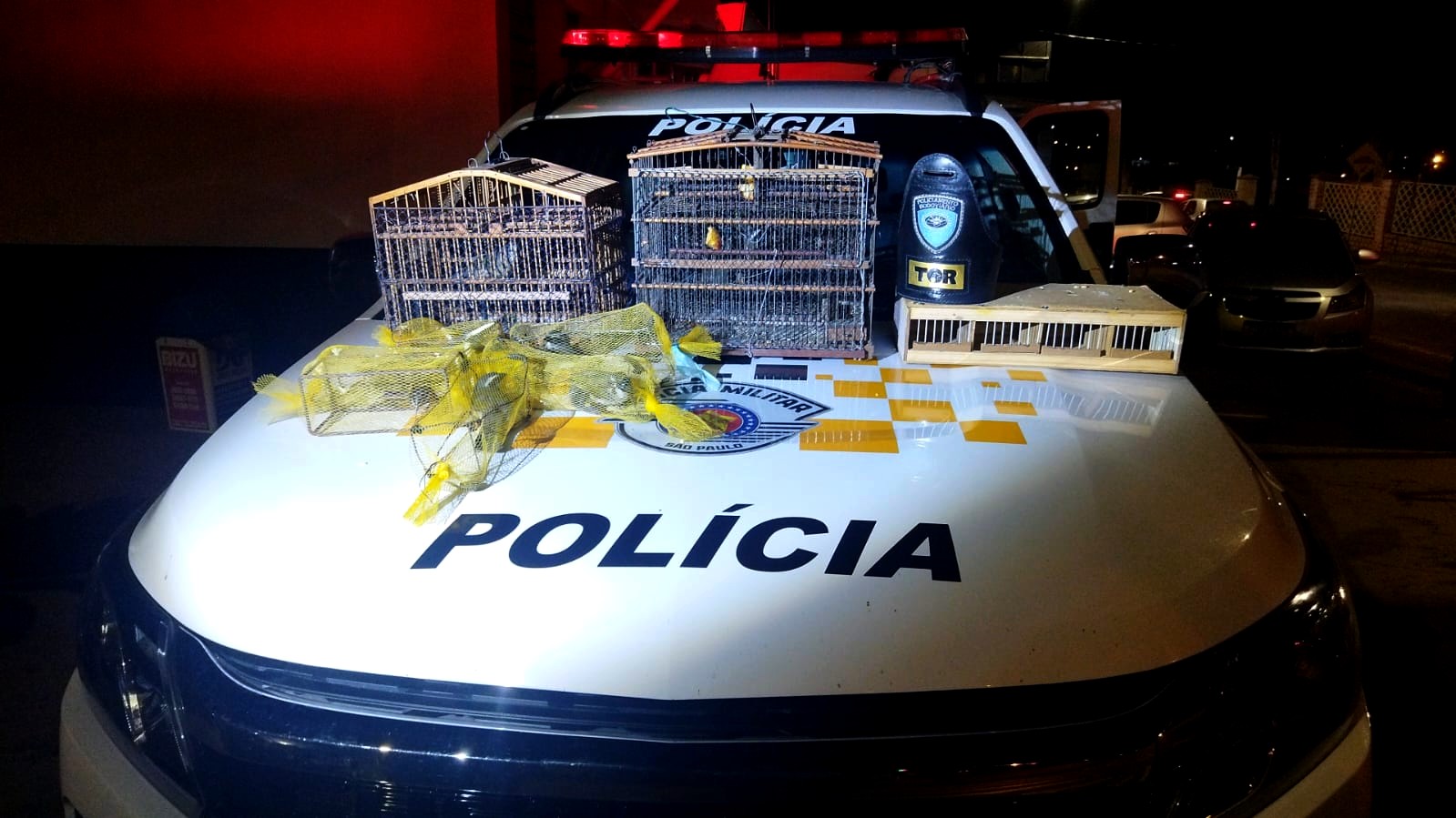 Três pessoas são multadas em R$ 168 mil por transporte de animais silvestres