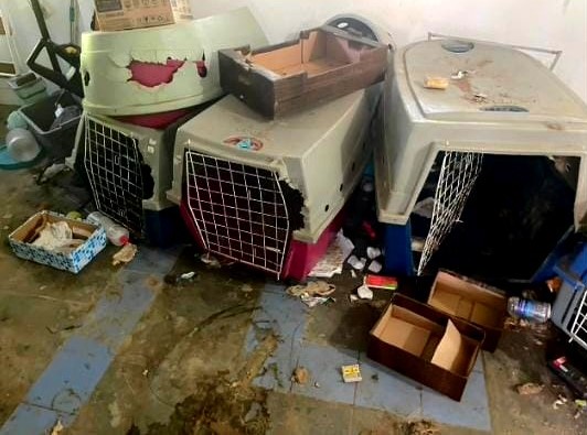 DIG de Campinas resgata cinco cachorros e prende homem por maus-tratos