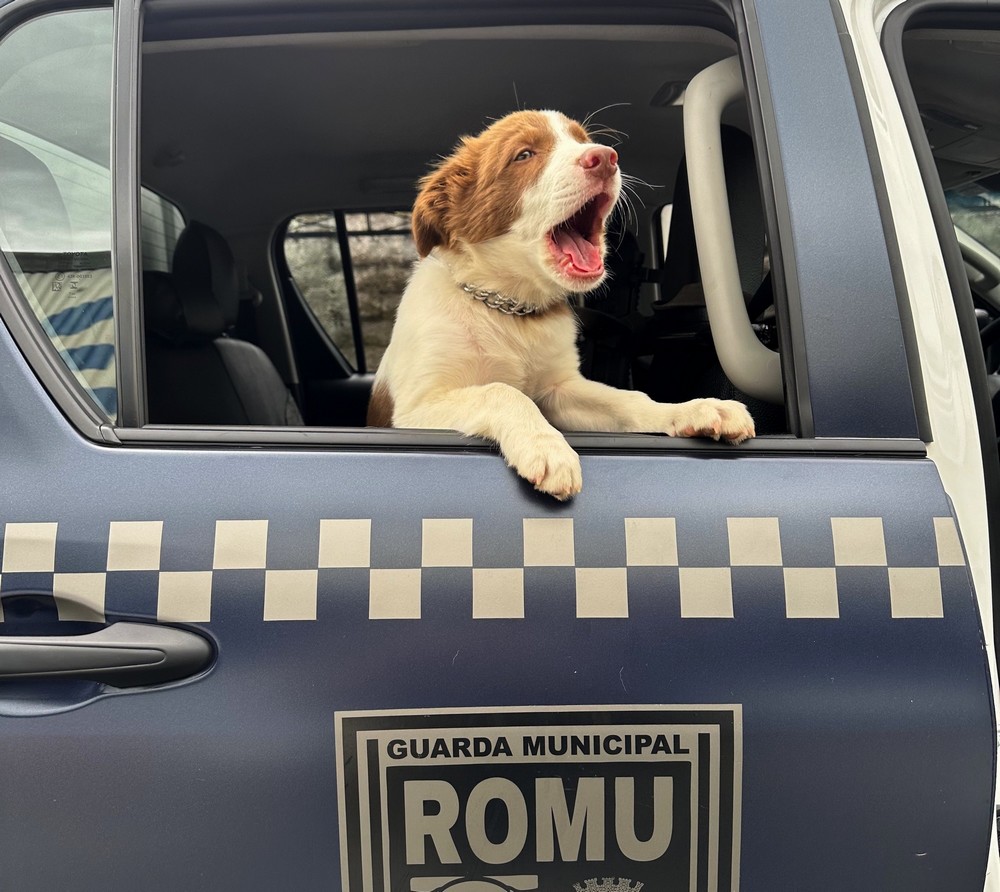 Cão da raça border collie é o novo integrante do canil da Gama 2