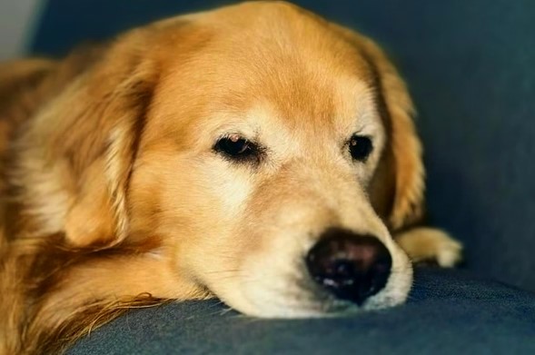 Gol deve dar explicações ao Ministério da Justiça sobre morte do cão Joca (2)