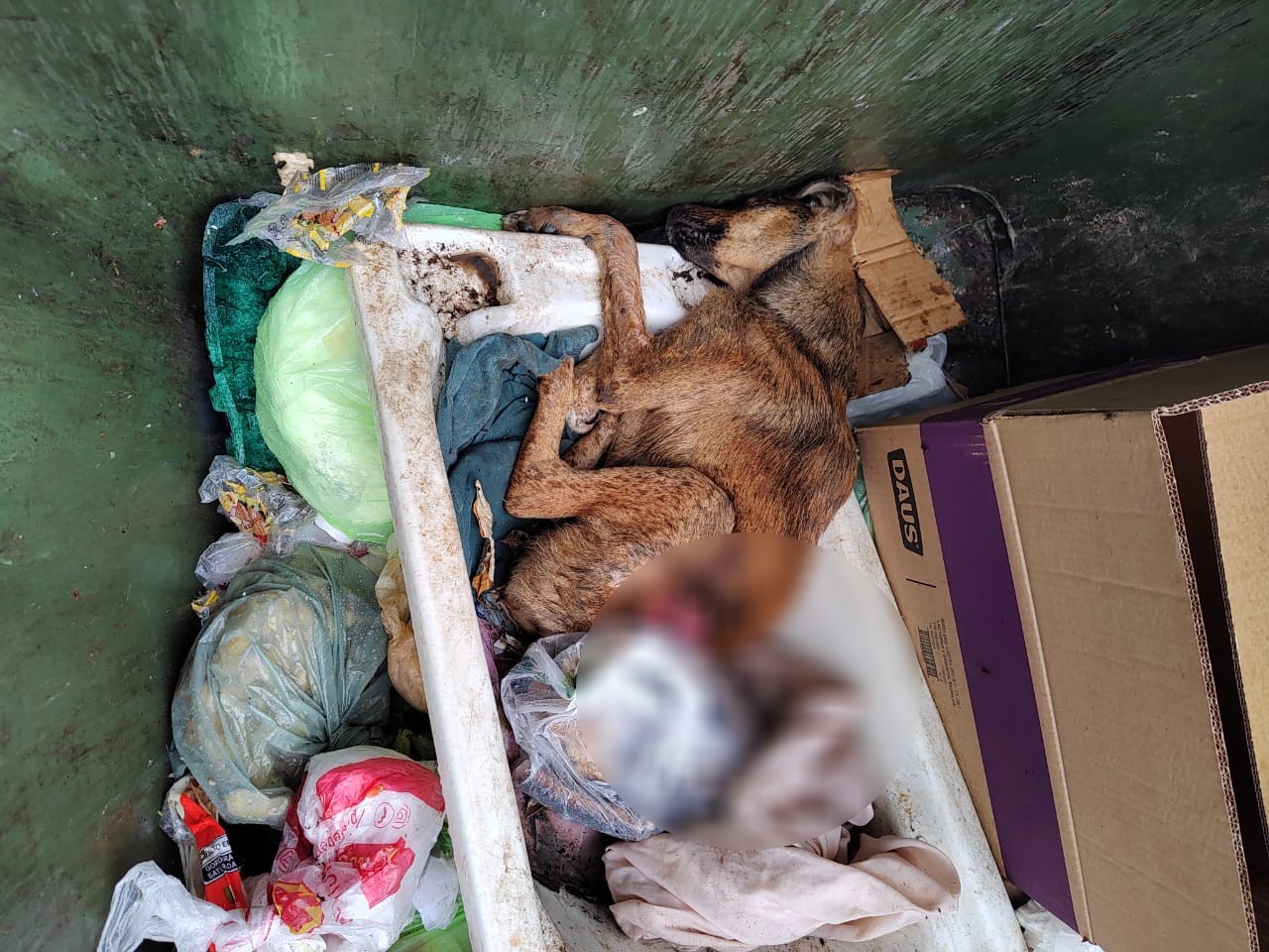 Guarda Municipal resgata cão debilitado em Santo Antônio de Posse