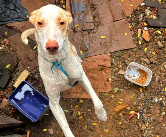 Guarda resgata cães por suspeita de maus-tratos em Piracicaba