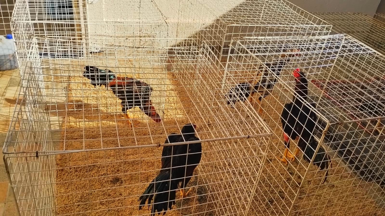 Homem é multado em R$ 65 mil por manter aves para rinha em Hortolândia