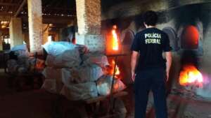 Polícia Federal incinera cerca de 300 kg de maconha em Bauru