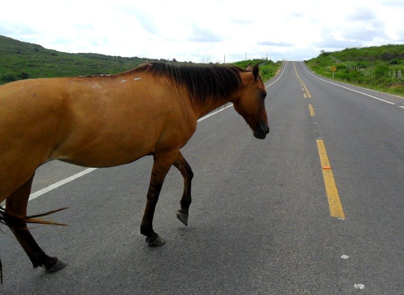 Casal fica ferido após bater moto contra cavalo em rodovia de Pirassununga
