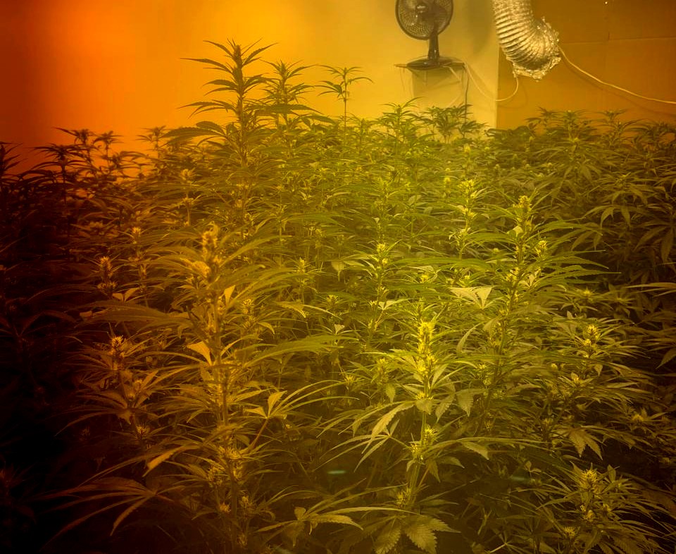 Foragido por tráfico é preso em chácara usada para produção de cannabis em Valinhos