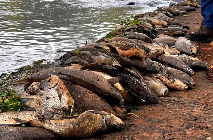 Morte de três toneladas de peixes no Rio Piracicaba é investigada