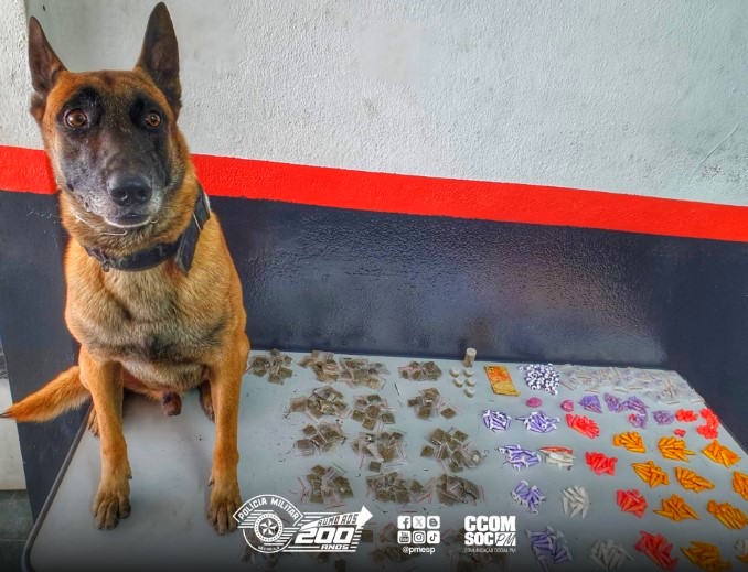Canil do 1º Baep apreende 500 porções de drogas em Campinas