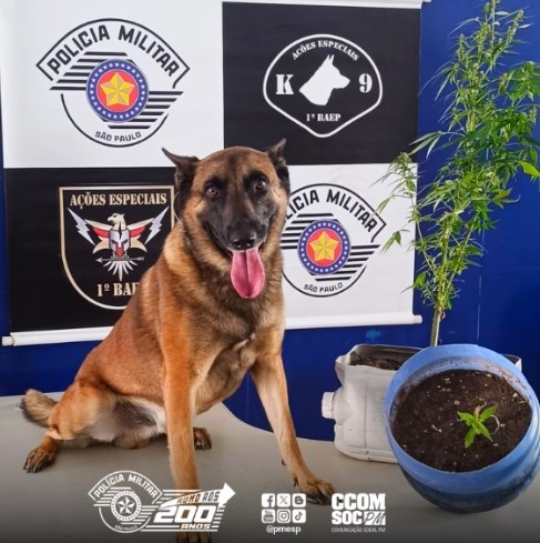 Cão do Baep localiza pés de maconha em condomínio de Campinas