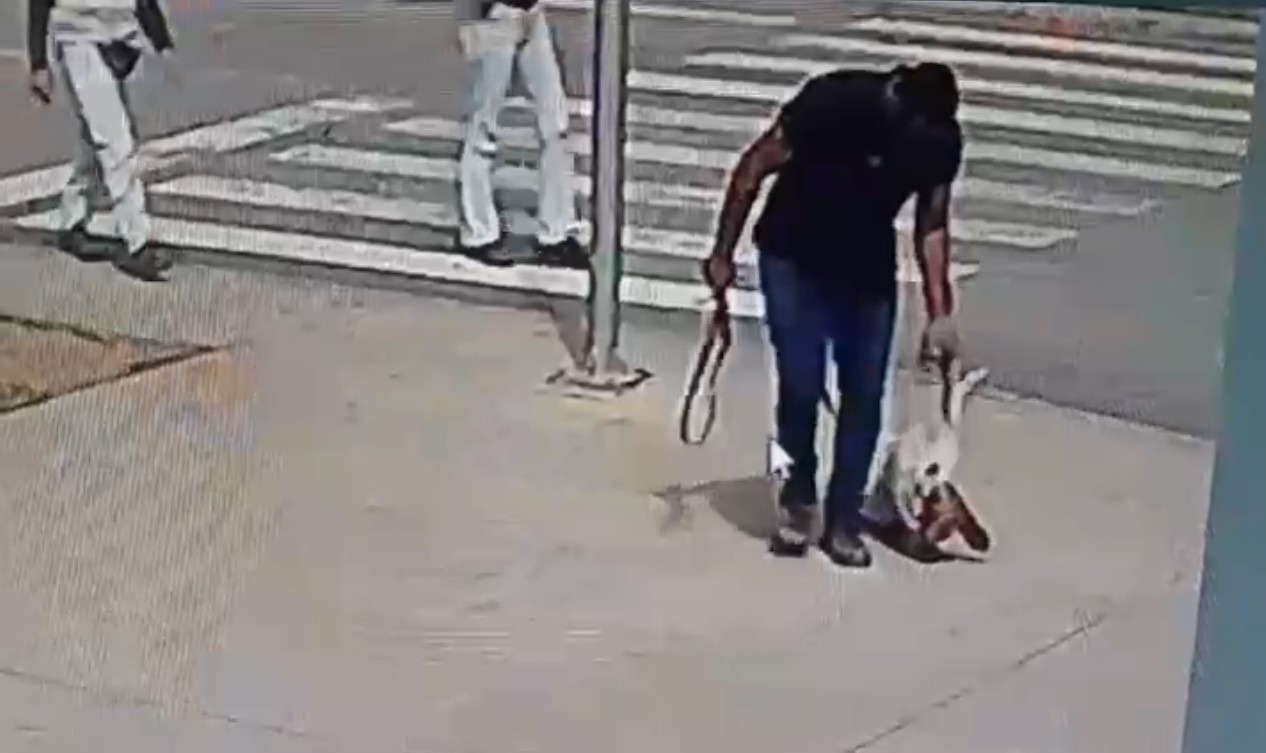 Funcionário de empresa em Rio das Pedras agride cão com chutes e golpes de cinta
