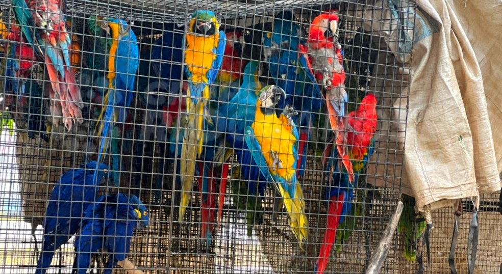 PM intercepta caminhão que transportava aves silvestres em Rio Claro