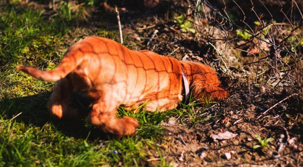 Cachorro encontra ossada humana durante passeio em Paulínia