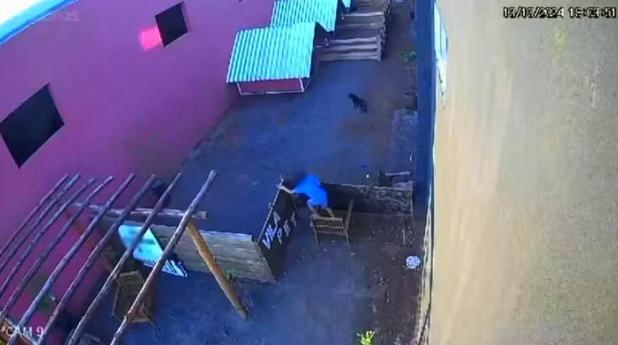 Criança de 9 anos invade hospital veterinário e mata 23 animais no Paraná