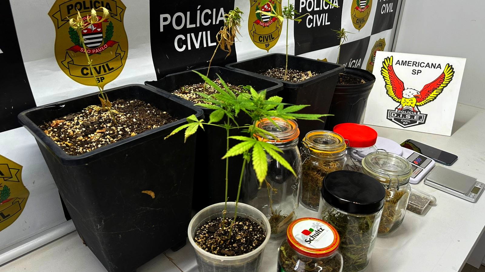 Polícia encontra sementes e plantas de maconha em residência de Americana