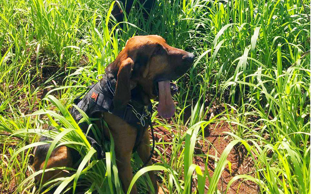 Cão Duque, da Gama, localiza corpo de homem em Paulínia