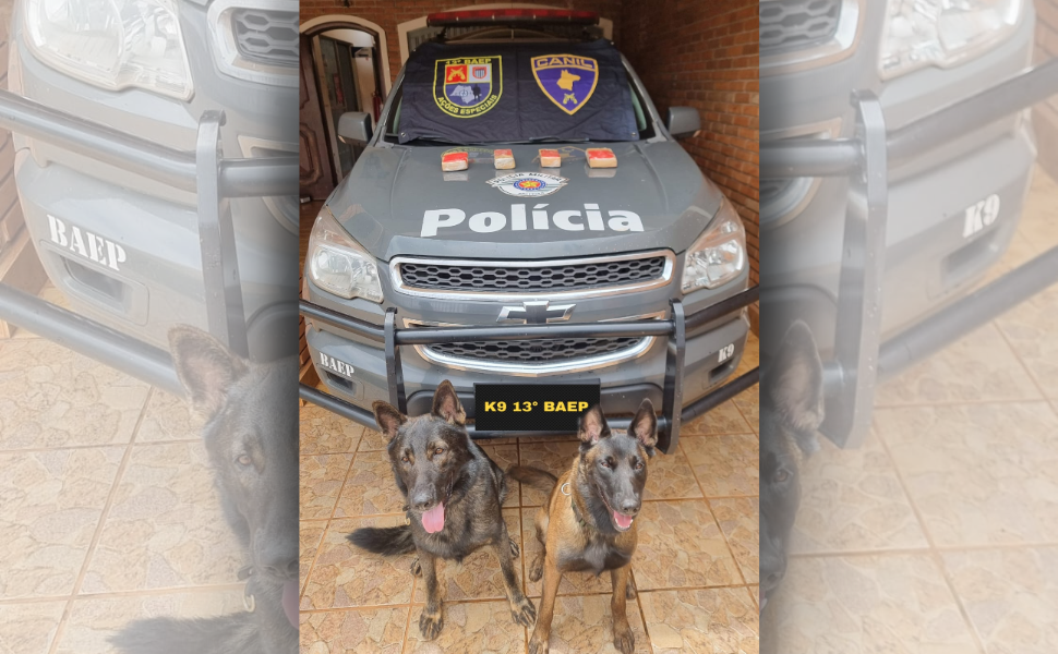 Cão farejador do 13° BAEP localiza drogas em veículo em Santa Cruz do Rio Pardo (Foto: 13º BAEP)