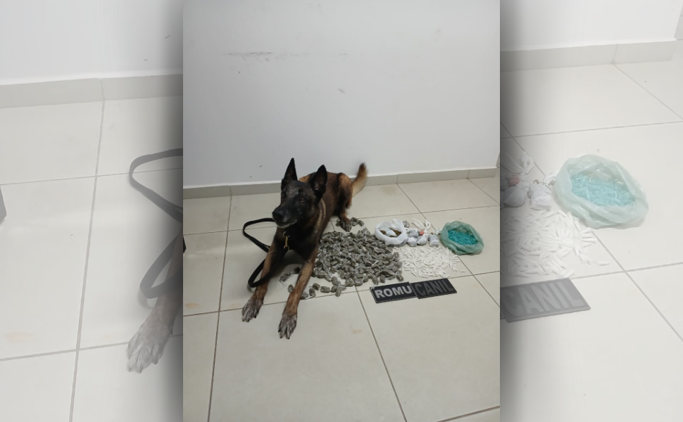 GCM de Monte Mor localiza drogas em operação com cão farejador (Foto: GCM/Monte Mor)