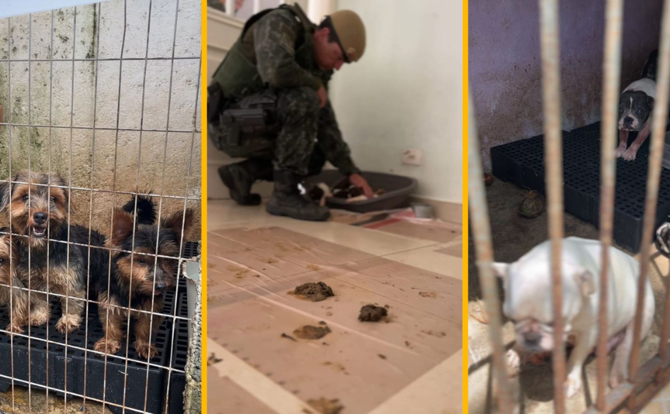 Polícia Ambiental resgata 210 animais em maus-tratos no Guarujá (Foto: PMESP)