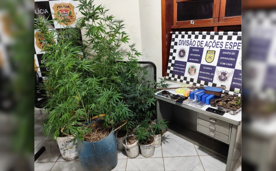 ROMU apreende plantação de maconha e drogas prontas para venda em Cosmópolis (Foto: GCM/Cosmópolis)