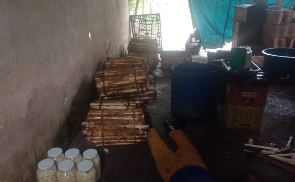 Polícia Ambiental desmantela esquema de extração ilegal de palmito em Salto de Pirapora (Foto: Polícia Ambiental)