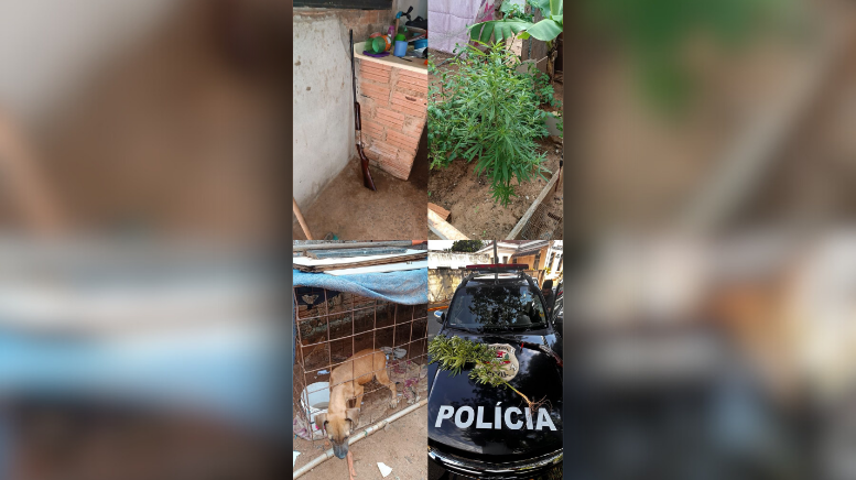Polícia Civil apreende arma, pé de maconha e resgata animal em ocorrência de violência doméstica em São Pedro (Foto: Polícia Civil)