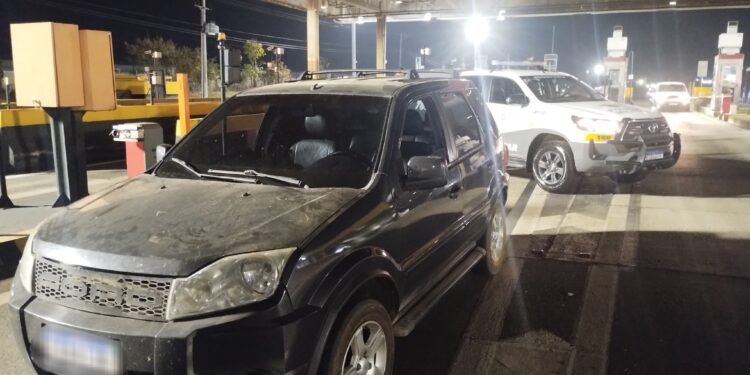 Três macacos-prego resgatados pelo Tático Ostensivo Rodoviário após serem encontrados desacordados dentro de um carro em Nova Odessa.