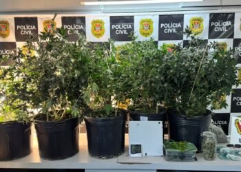 DISE de Americana apreende estufas de maconha, drogas e dinheiro em operação contra o tráfico no bairro Jardim Boer.