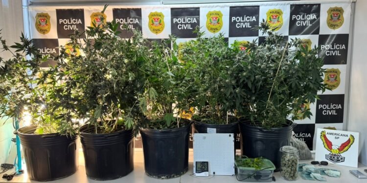 DISE de Americana apreende estufas de maconha, drogas e dinheiro em operação contra o tráfico no bairro Jardim Boer.