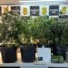 DISE de Americana apreende estufas de maconha, drogas e dinheiro em operação contra o tráfico no bairro Jardim Boer.