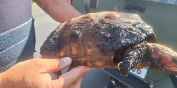 GPA da Guarda Municipal resgata jabuti ferido com queimaduras em Americana.