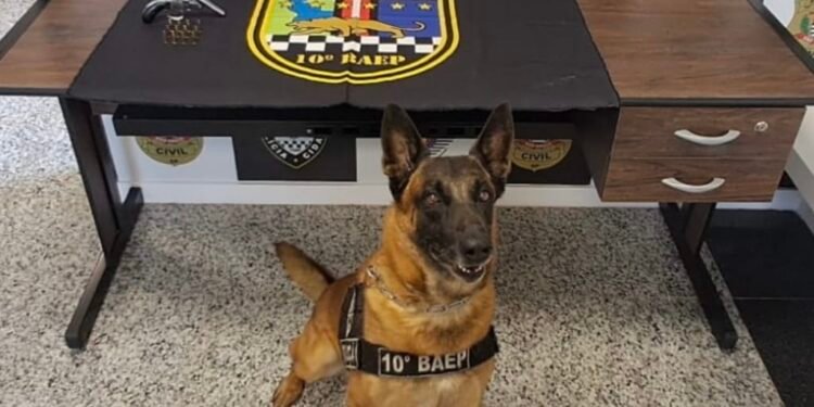 Polícia Militar apreende arma de fogo e munições após prisão de suspeito em Sumaré.