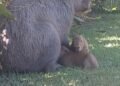 Equipe do Grupo de Proteção Ambiental da Guarda Municipal de Americana realiza resgate de capivara com três filhotes na fazenda Santa Lúcia próximo à represa do Salto Grande