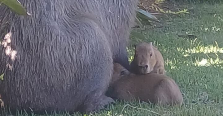 Equipe do Grupo de Proteção Ambiental da Guarda Municipal de Americana realiza resgate de capivara com três filhotes na fazenda Santa Lúcia próximo à represa do Salto Grande