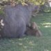 Equipe do Grupo de Proteção Ambiental da Guarda Municipal de Americana realiza resgate de capivara com três filhotes na fazenda Santa Lúcia próximo à represa do Salto Grande