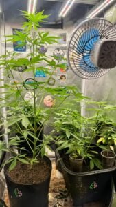 Polícia Civil apreende pés de maconha, porções prontas e sementes durante Operação Andy em Santa Bárbara d’Oeste.