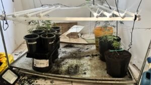Polícia Civil da DISE de Americana durante Operação Jamaica, que resultou na apreensão de 26 pés de maconha em uma chácara no bairro Jardim Primavera, em Sumaré