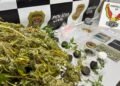 Polícia Civil da DISE de Americana durante Operação Jamaica, que resultou na apreensão de 26 pés de maconha em uma chácara no bairro Jardim Primavera, em Sumaré