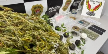 Polícia Civil da DISE de Americana durante Operação Jamaica, que resultou na apreensão de 26 pés de maconha em uma chácara no bairro Jardim Primavera, em Sumaré