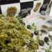 Polícia Civil da DISE de Americana durante Operação Jamaica, que resultou na apreensão de 26 pés de maconha em uma chácara no bairro Jardim Primavera, em Sumaré