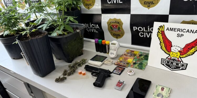 Polícia Civil apreende pés de maconha, porções prontas e sementes durante Operação Andy em Santa Bárbara d’Oeste.