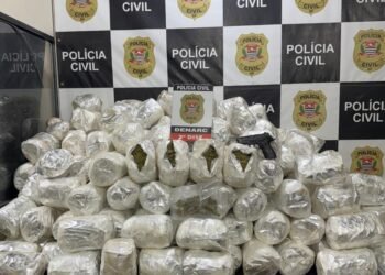 Polícia Civil apreende 138 quilos de skunk em caminhão vindo da Bahia para São Paulo